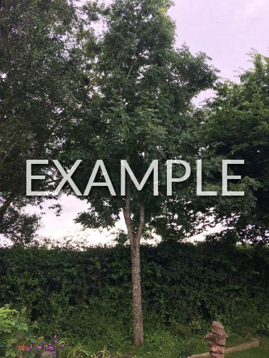 Photo Example 5: The Full Tree