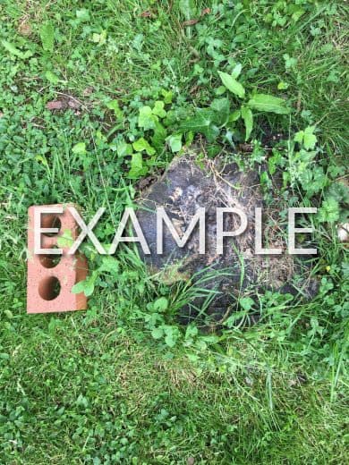 Photo Example 7: Stump Diameter