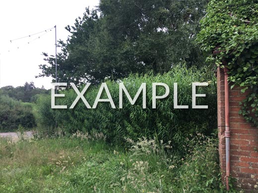 Photo Example 8: Hedge Line