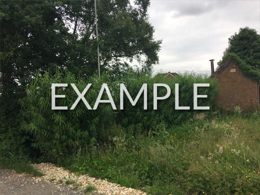 Photo Example 9: Hedge Line Alternate Angle