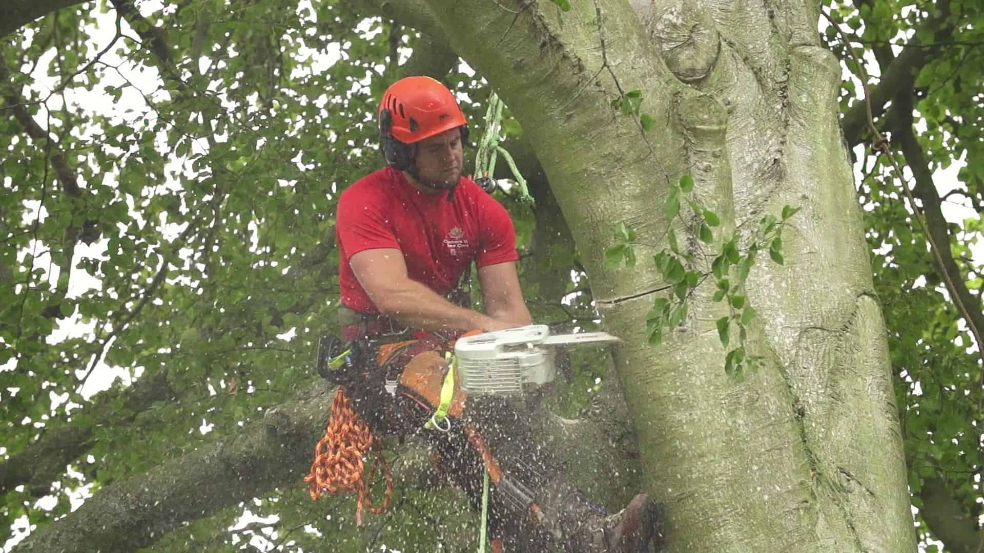 Woking Tree Surgeons Cutting a Tree