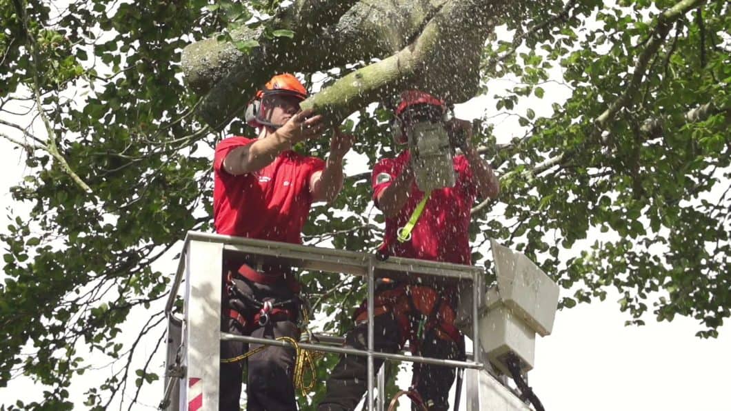 Tree surgeons working in Farnham together