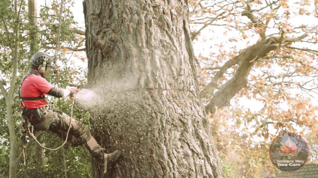 Farnham tree surgeons cutting through a giant trunk