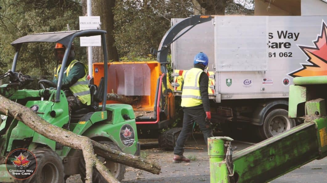Tree Surgeon Guildford Climbers Way in Action