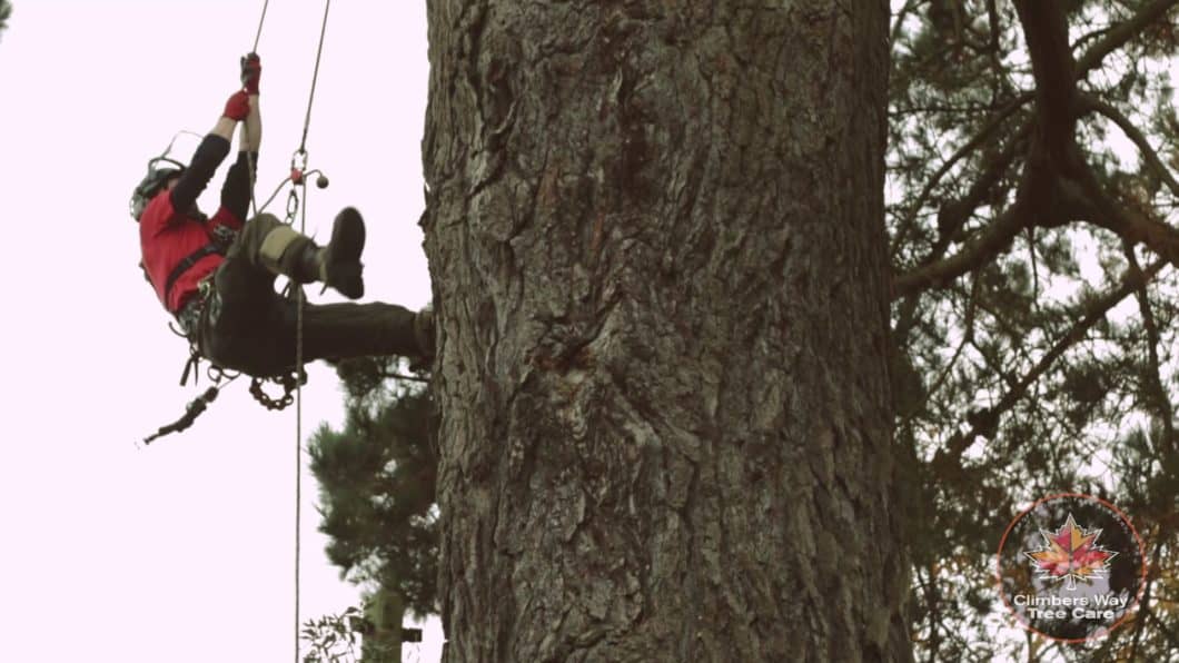 Chichester tree surgeon climbing up a tree