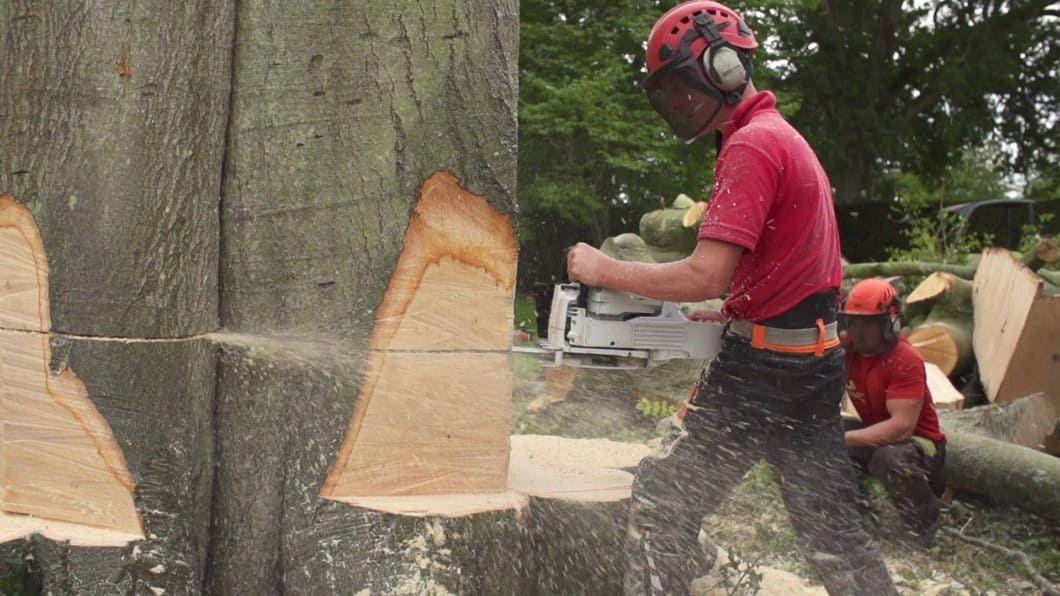 Portsmouth Tree Surgeon felling giant tree