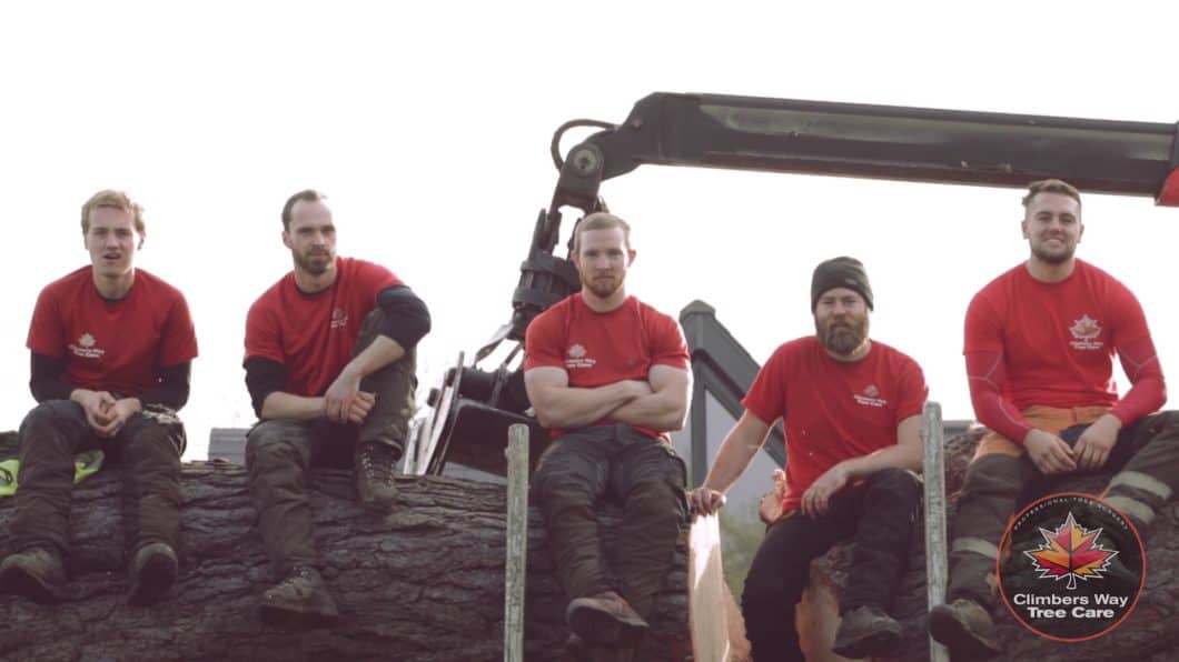 Basingstoke Tree Surgeons