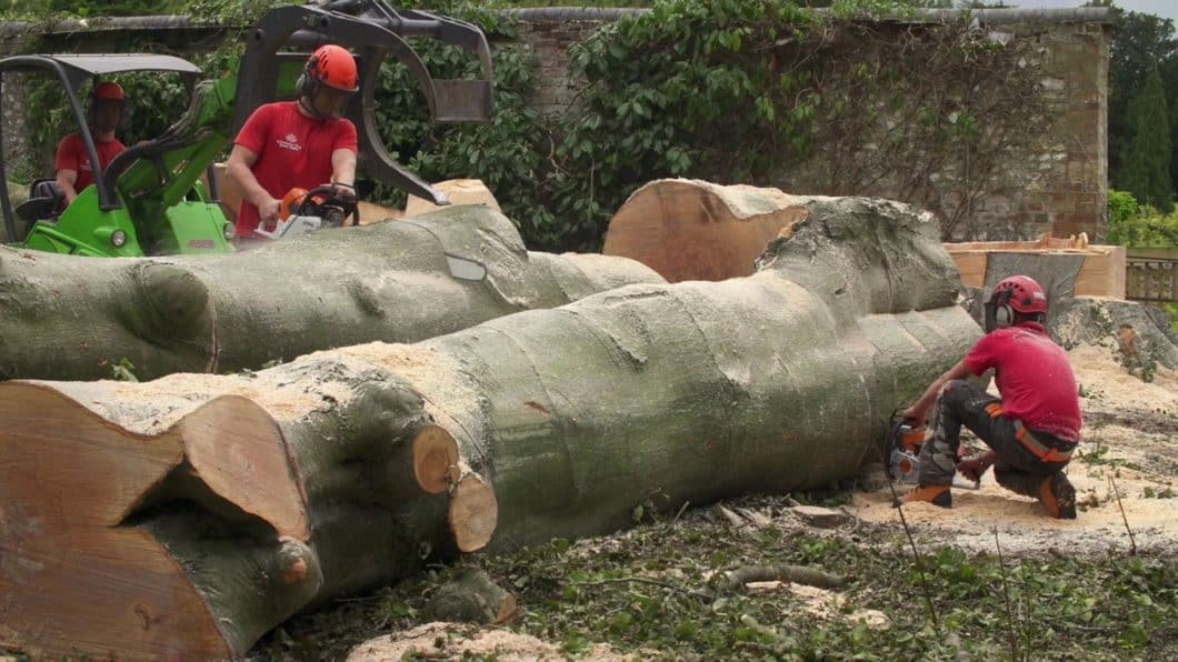 Guildford Tree Surgeons dealing with large tree trunks