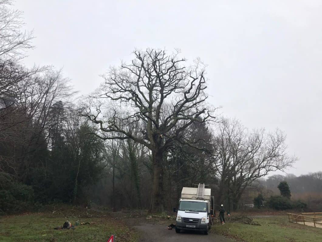 A photo of the infected tree after a crown reduction