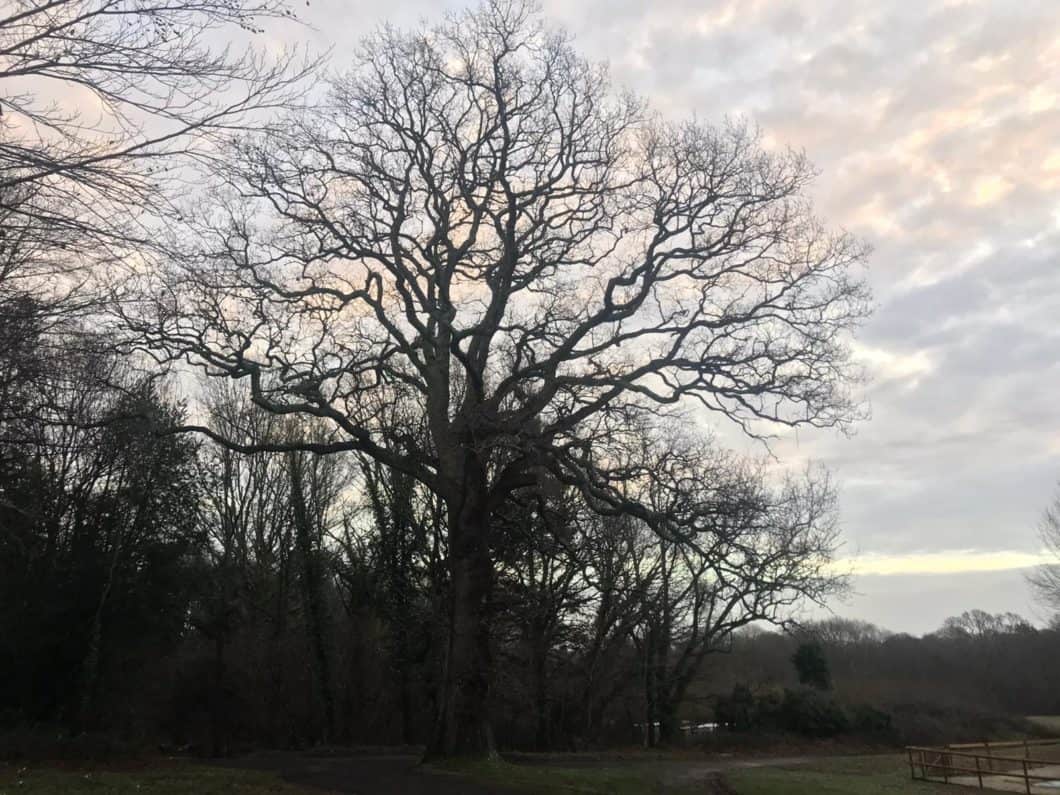 A photo of the infected tree before a crown reduction