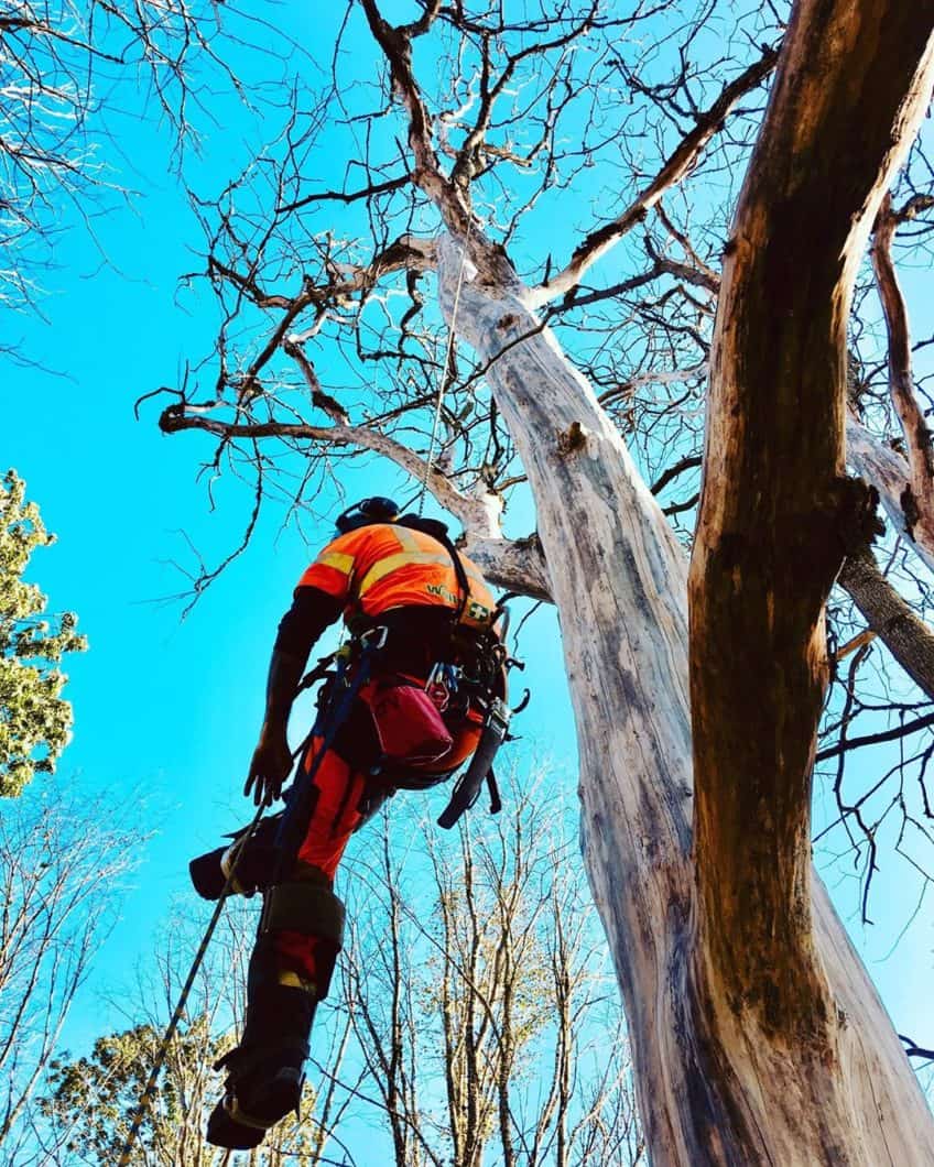 Surrey Tree Surgeon climbing a single rope
