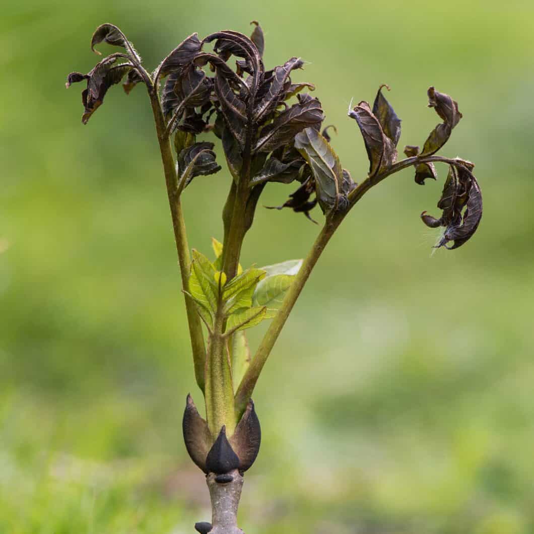 Ash Dieback - An example of ash dieback on a young ash tree