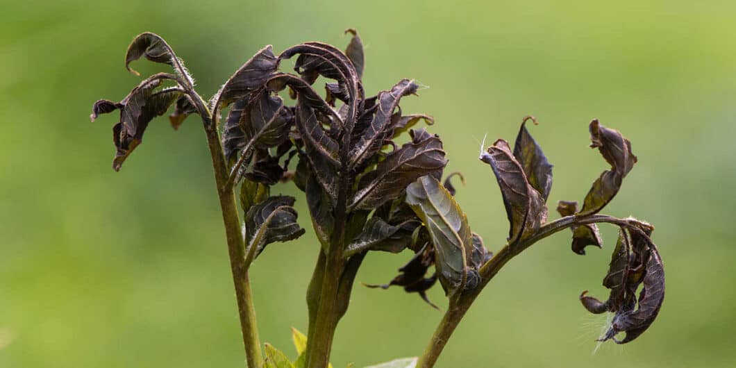 Ash Dieback - Example of ash dieback which is now found in Hampshire and Southampton