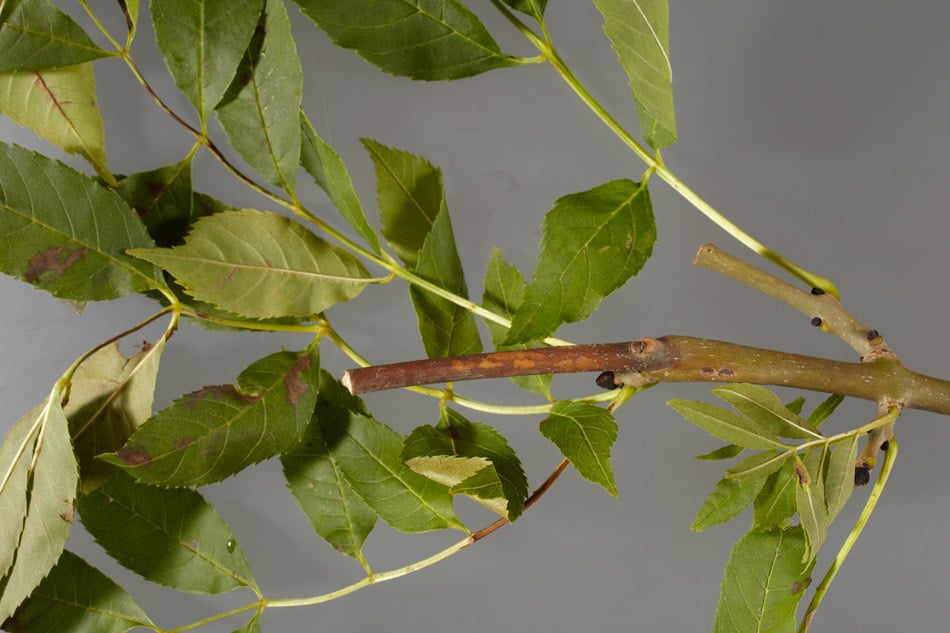 Wilting of leaves caused by ash dieback