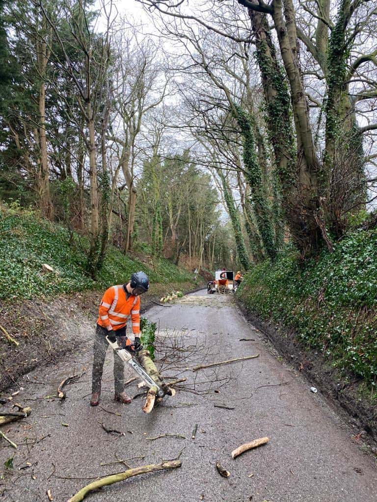 Surrey Tree Surgeon in the road