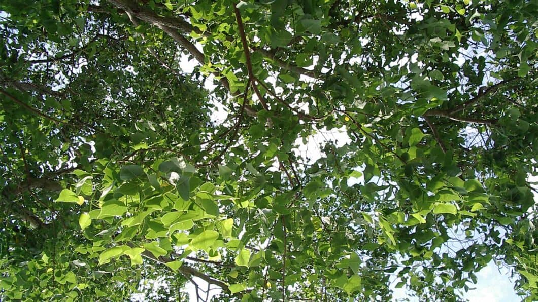 A photo taken upwards through the canopy of at tree. The frame is filled with foliage.
