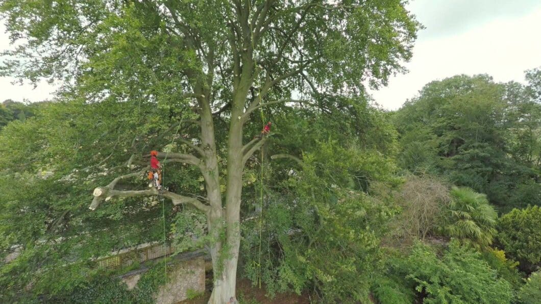 Climbers Way Tree Care Tree Surgeons up a tree
