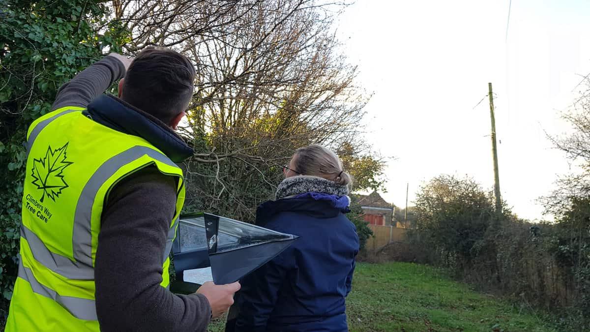 An Arborist looking at a tree in Southampton