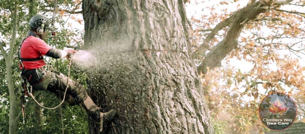 Climbers Way Tree Care tree surgeon cutting a tree
