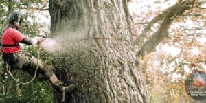 Climbers Way Tree Care tree surgeon cutting a tree