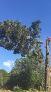 Climbers Way Tree Care Tree Surgeons
