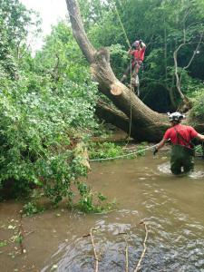 Climbers Way Tree Care Tree Surgeons