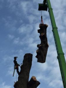 Climbers Way Tree Care Tree Surgeons