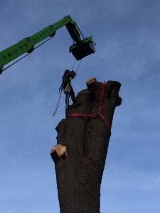 Climbers Way Tree Care Tree Surgeons