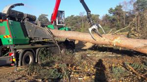 Climbers Way Tree Care Tree Surgeons