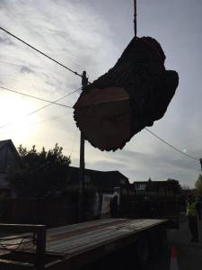 Climbers Way Tree Care Tree Surgeons