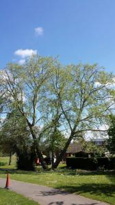 Climbers Way Tree Care Tree Surgeons