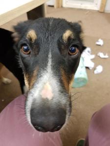 Climbers Way Tree Care Tree Surgeons