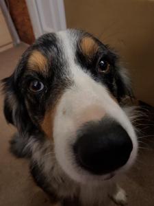 Climbers Way Tree Care Tree Surgeons