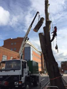 Climbers Way Tree Care Tree Surgeons