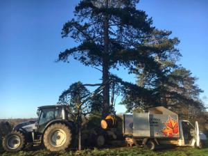 Climbers Way Tree Care Tree Surgeons