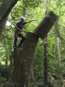 Chopping down a tree in Lymington