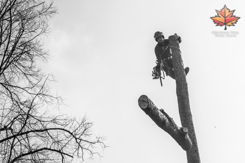 Lyndhurst Tree Surgery