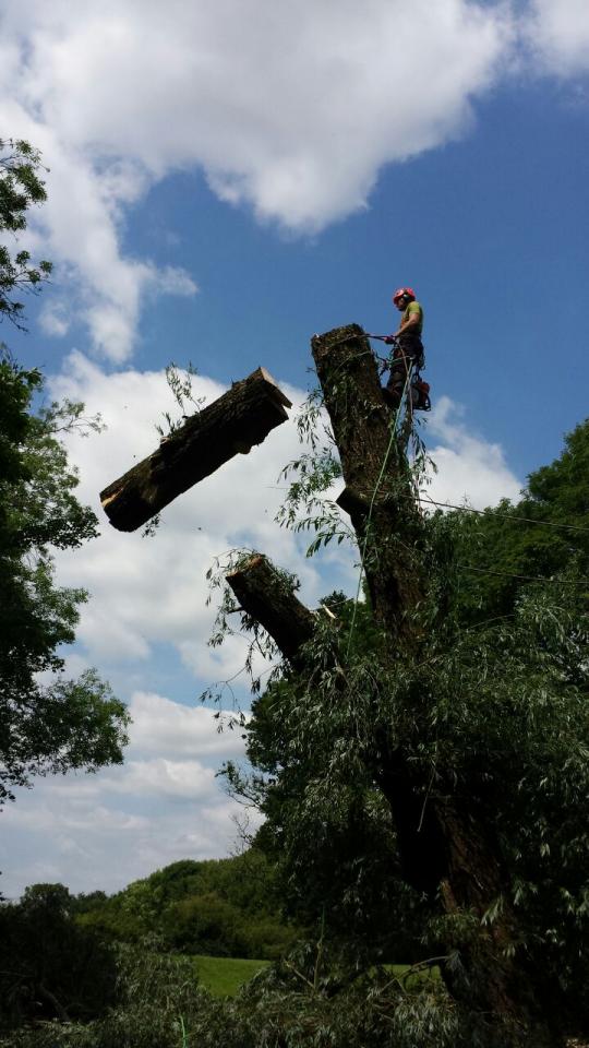 Eastleigh Tree Surgery